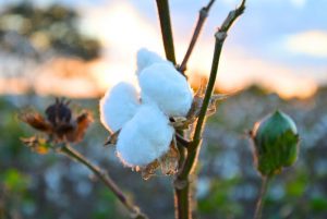 Algodón: la genética nacional, un logro de exportación