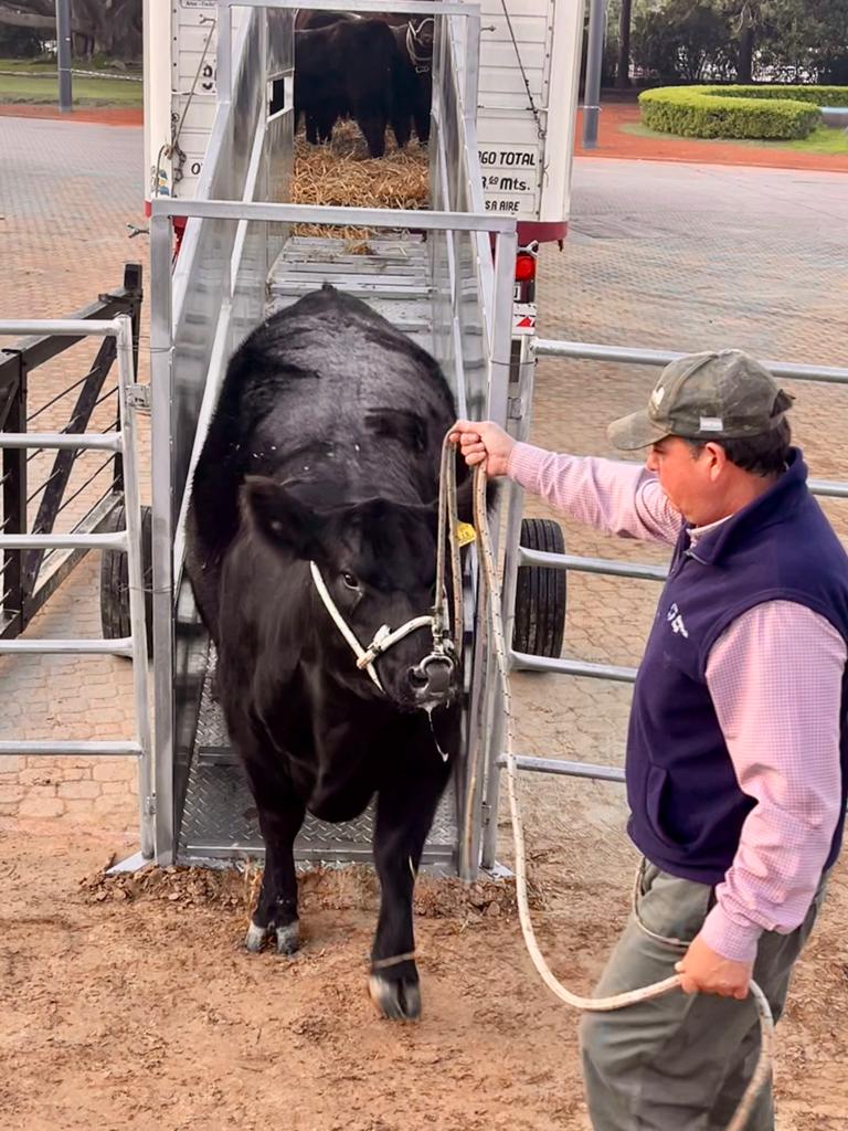 Comienza la 80ª Expo Angus de Otoño Indoor