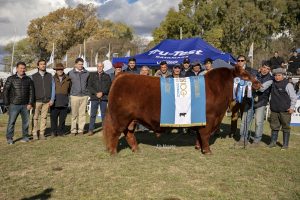 Angus: El Gran Campeón de la Exposición Primavera fue para Inambú