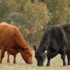 14/02 – TRAS UN EXCELENTE AÑO, ANGUS PONE EL FOCO EN EXPOAGRO