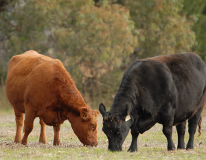 14/02 – TRAS UN EXCELENTE AÑO, ANGUS PONE EL FOCO EN EXPOAGRO