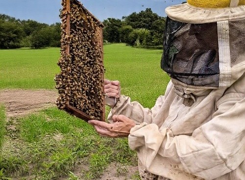Identifican a la Varroa destructor como principal amenaza para las colmenas