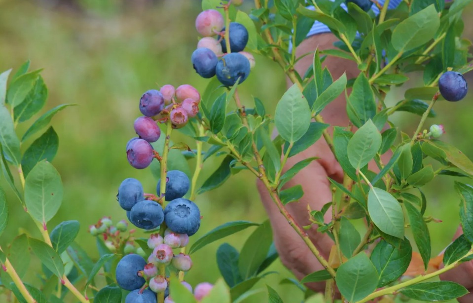 Avances en la mejora genética del arándano en el nordeste