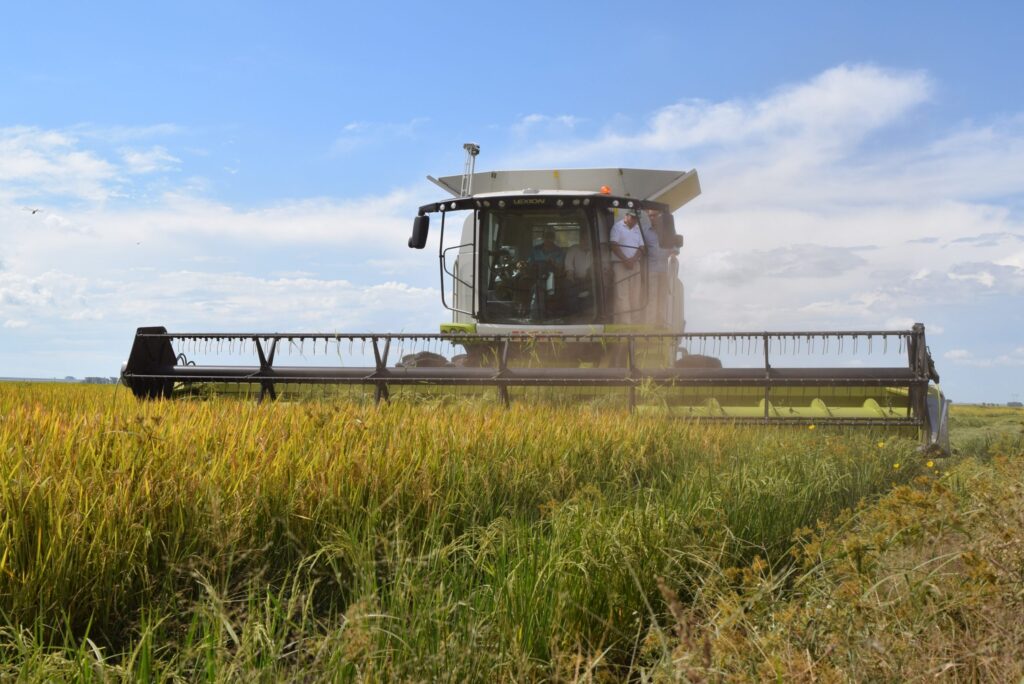 Nace la Mesa de Arroz para medir la huella de carbono del sector