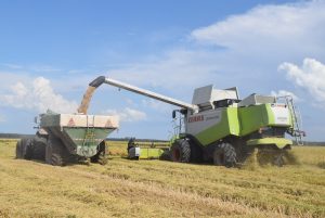 Corrientes se prepara para la cosecha de arroz más baja del siglo