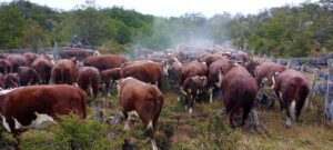 Tierra del Fuego: 140 años de tradición ganadera frente a nuevos desafíos productivos