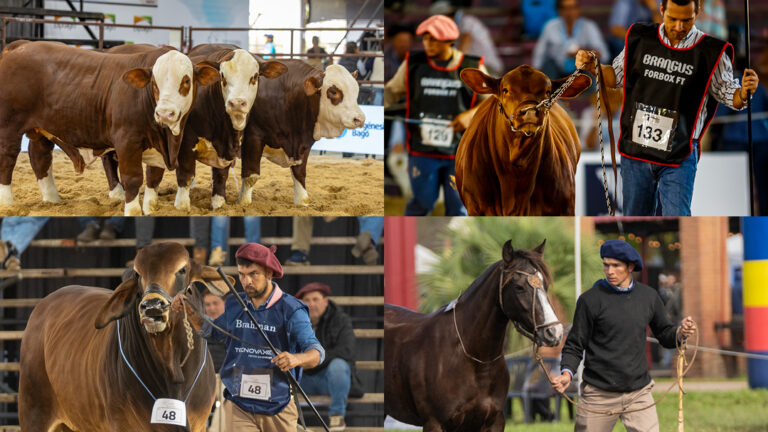 Las NACIONALES 2026 se preparan para una semana de genética y grandes negocios