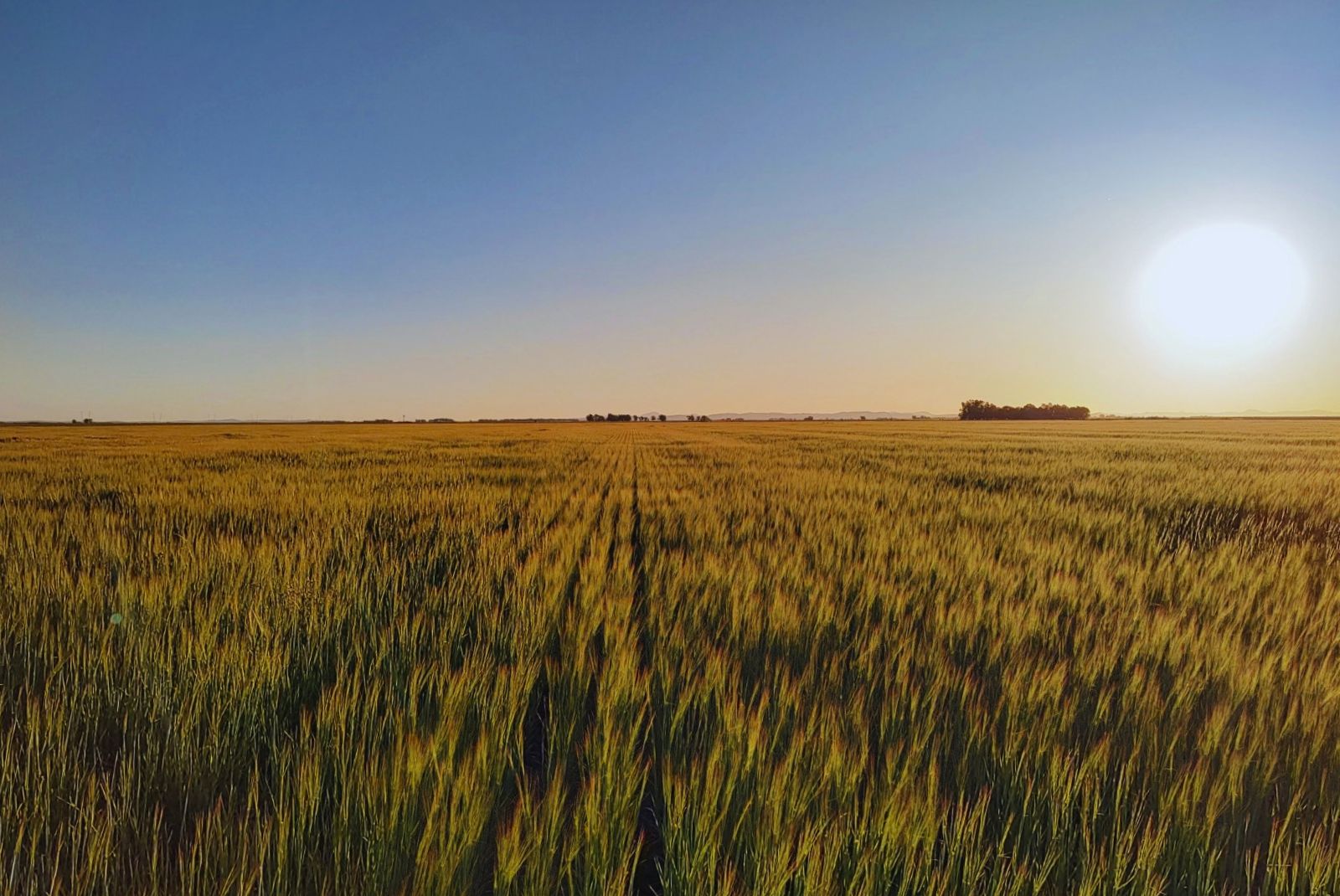 El ambiente pesa más que el manejo a la hora de definir el impacto de la agricultura