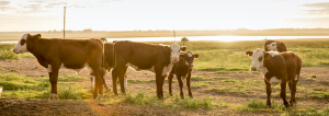 Biogénesis Bagó participará en el 8° Congreso Mundial de Braford y las Nacionales de Corrientes