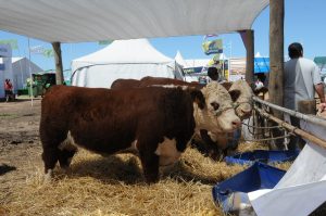 08/03 – PARA PRODUCIR MÁS CARNE Y LECHE