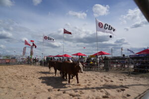 Braford arrancó en Expoagro con una charla sobre patrón racial y sanidad