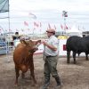 11/03 – BRANGUS DIO CÁTEDRA EN EXPOAGRO