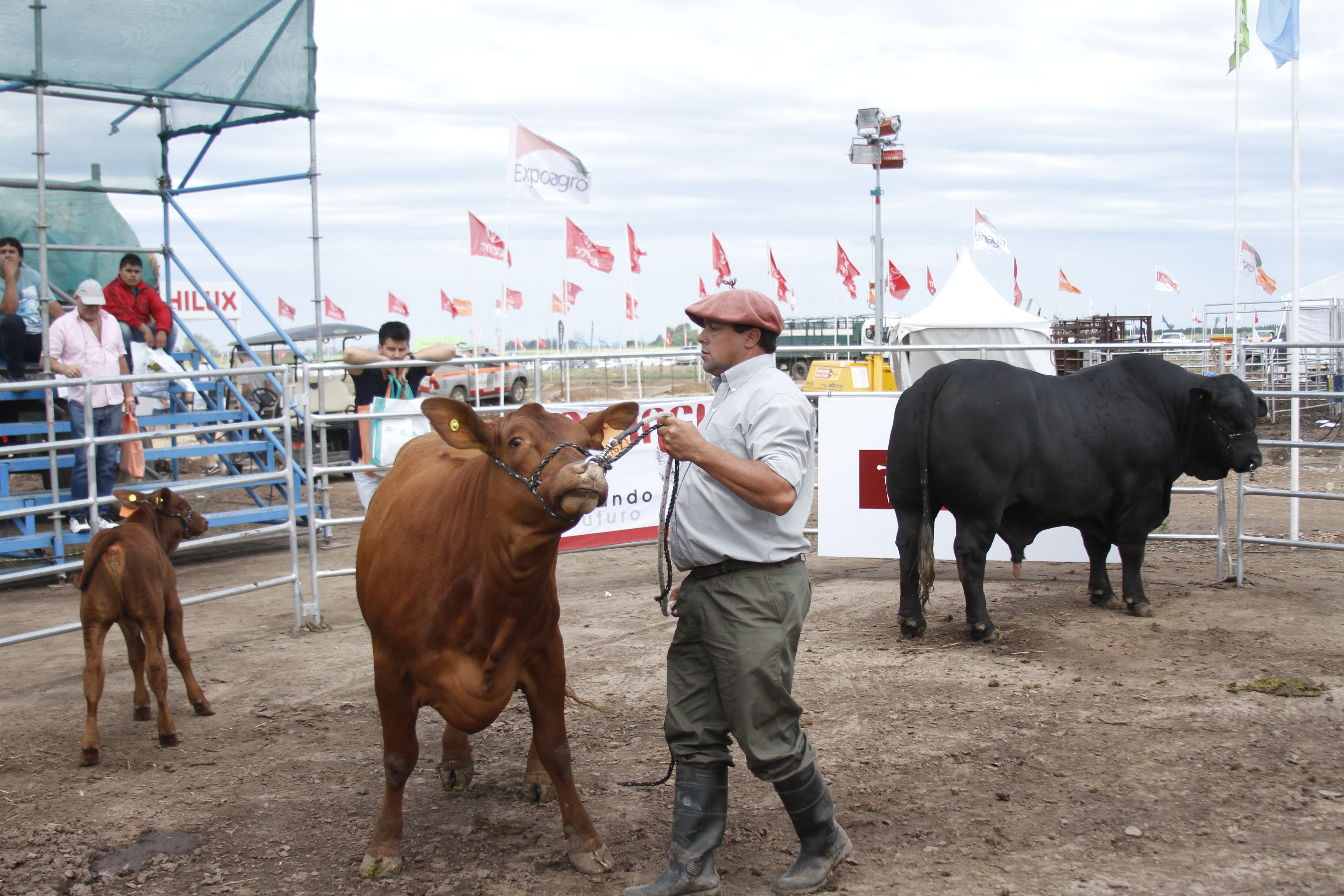 11/03 – BRANGUS DIO CÁTEDRA EN EXPOAGRO