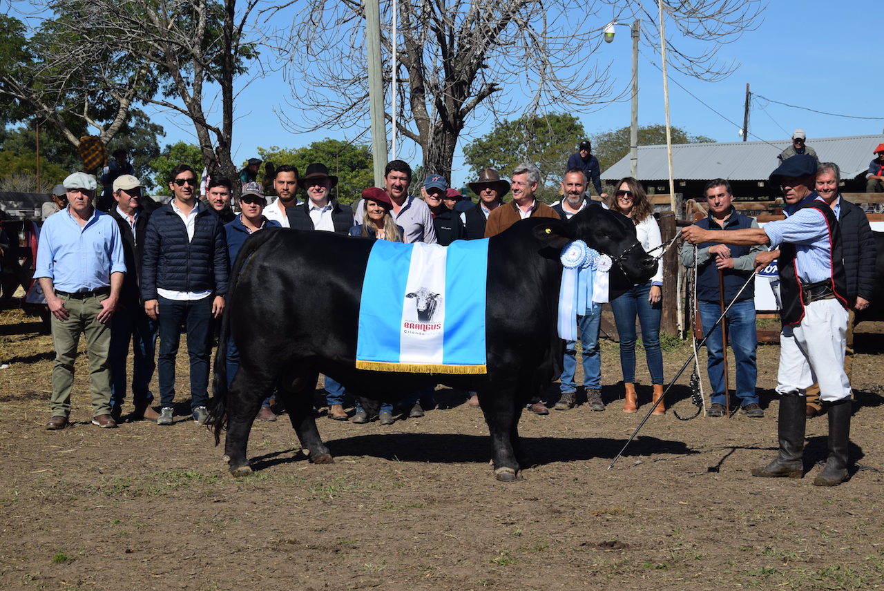 Alta genética en pista para la 52º Gran Nacional Brangus