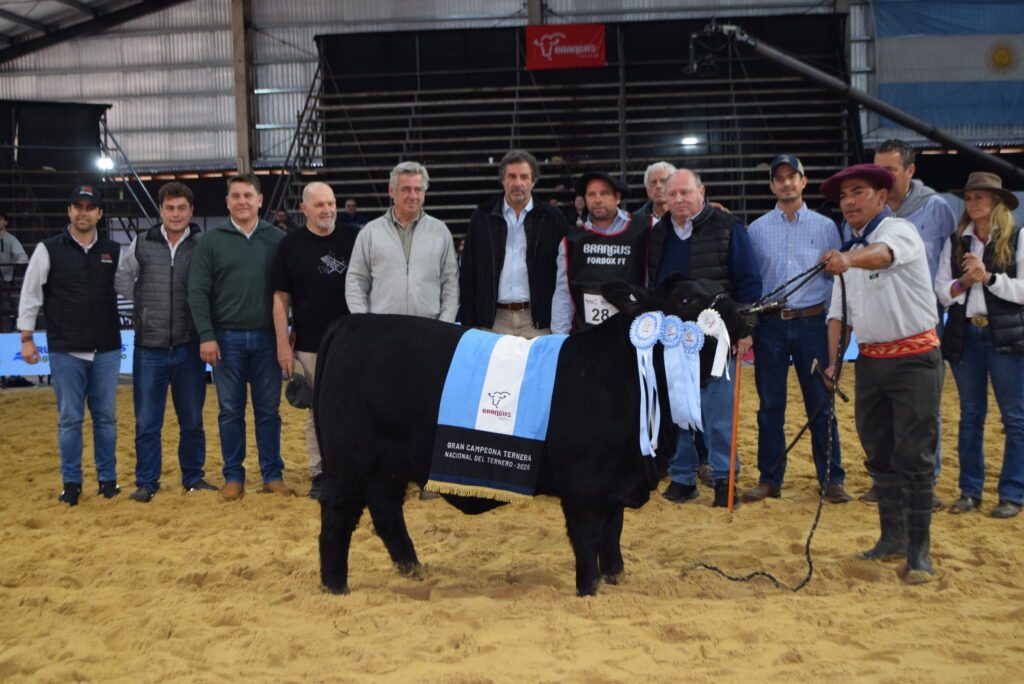 Gran Campeón Ternera cabaña Don Pedro