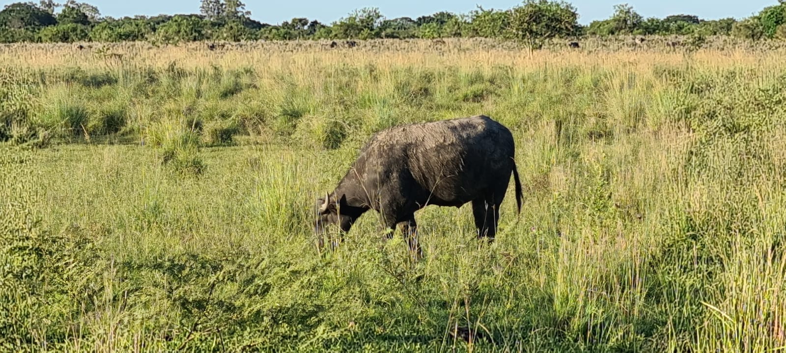La pasión por el búfalo, del campo a la góndola