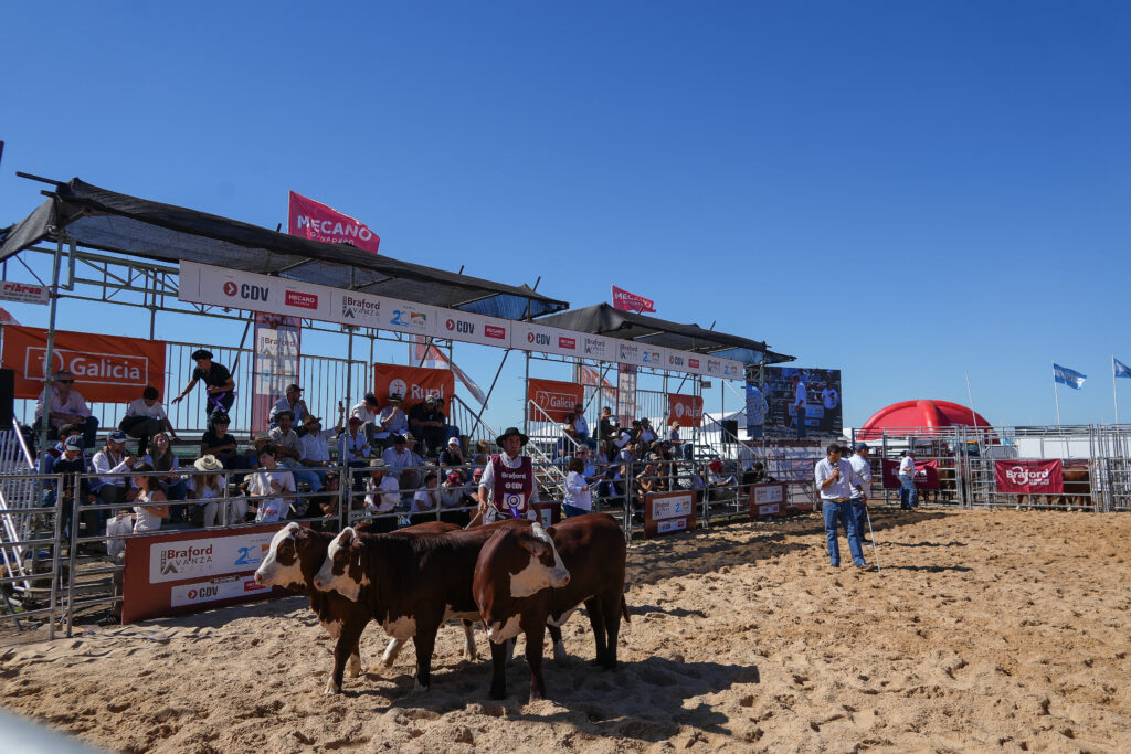 Jura de bozales Braford marcada por la calidad y la genética
