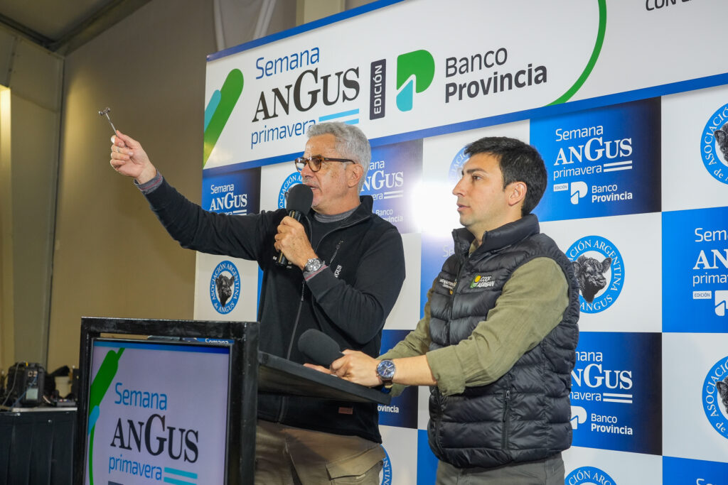 Angus de Primavera: Monasterio Tattersall vendió 4.500 cabezas en tiempo récord