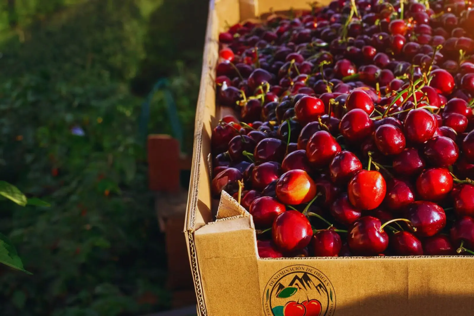 Cerezas patagónicas, un sabor único nacido del frío, la luz y la dedicación