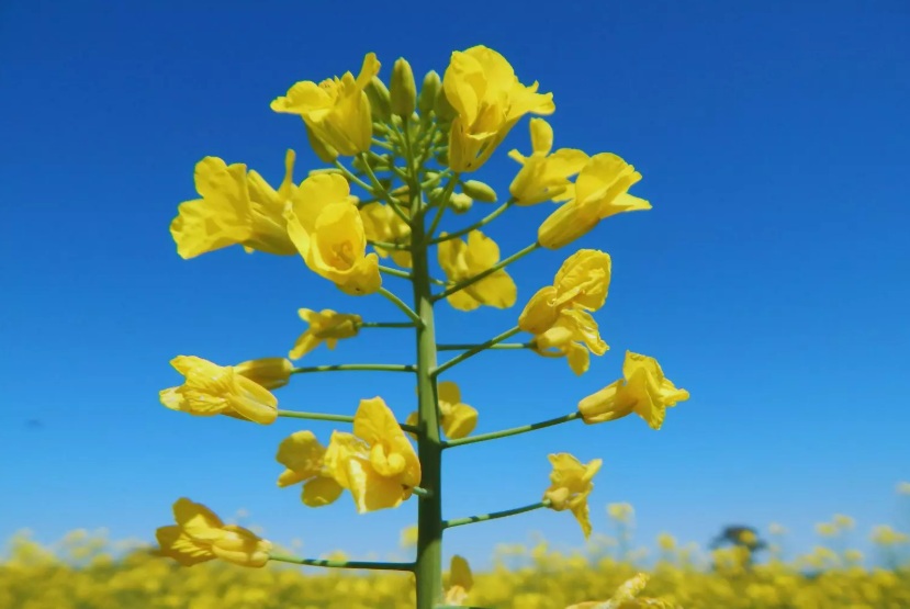 Nuevos cultivares de colza con alto rendimiento y resistencia sanitaria