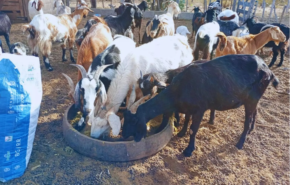 Suplementación estratégica para cabras en zonas áridas