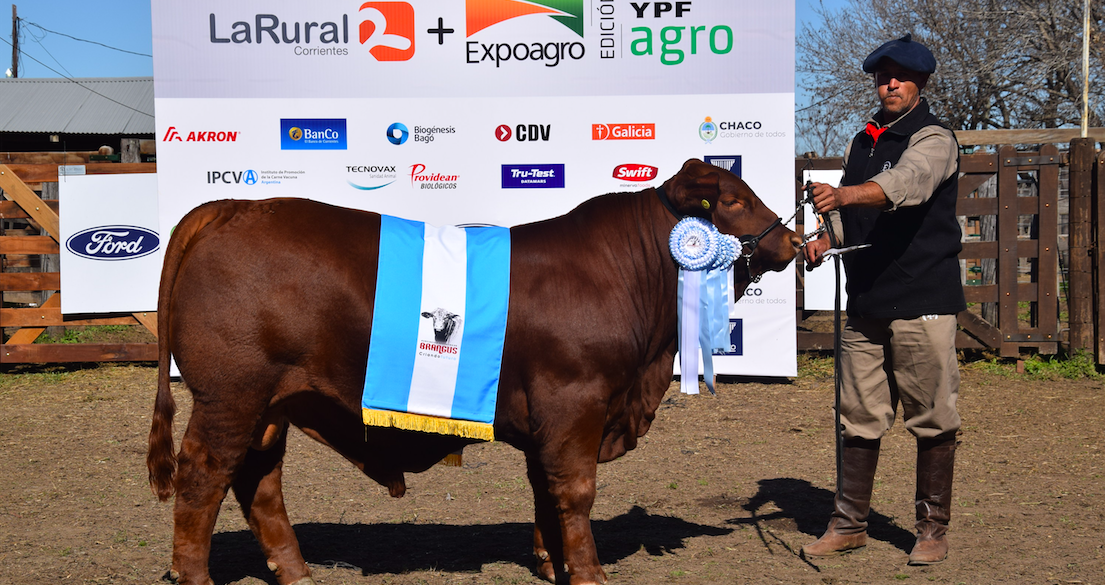 Los terneros Brangus brillaron en la pista de Riachuelo