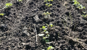 Avanza la siembra de brassicaceas en Entre Ríos