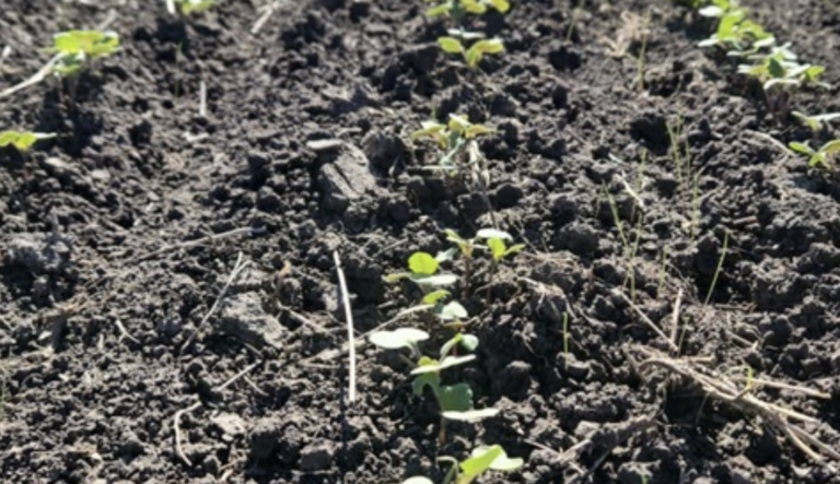 Avanza la siembra de brassicaceas en Entre Ríos