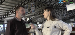 La genética Braford que conquistó Expoagro