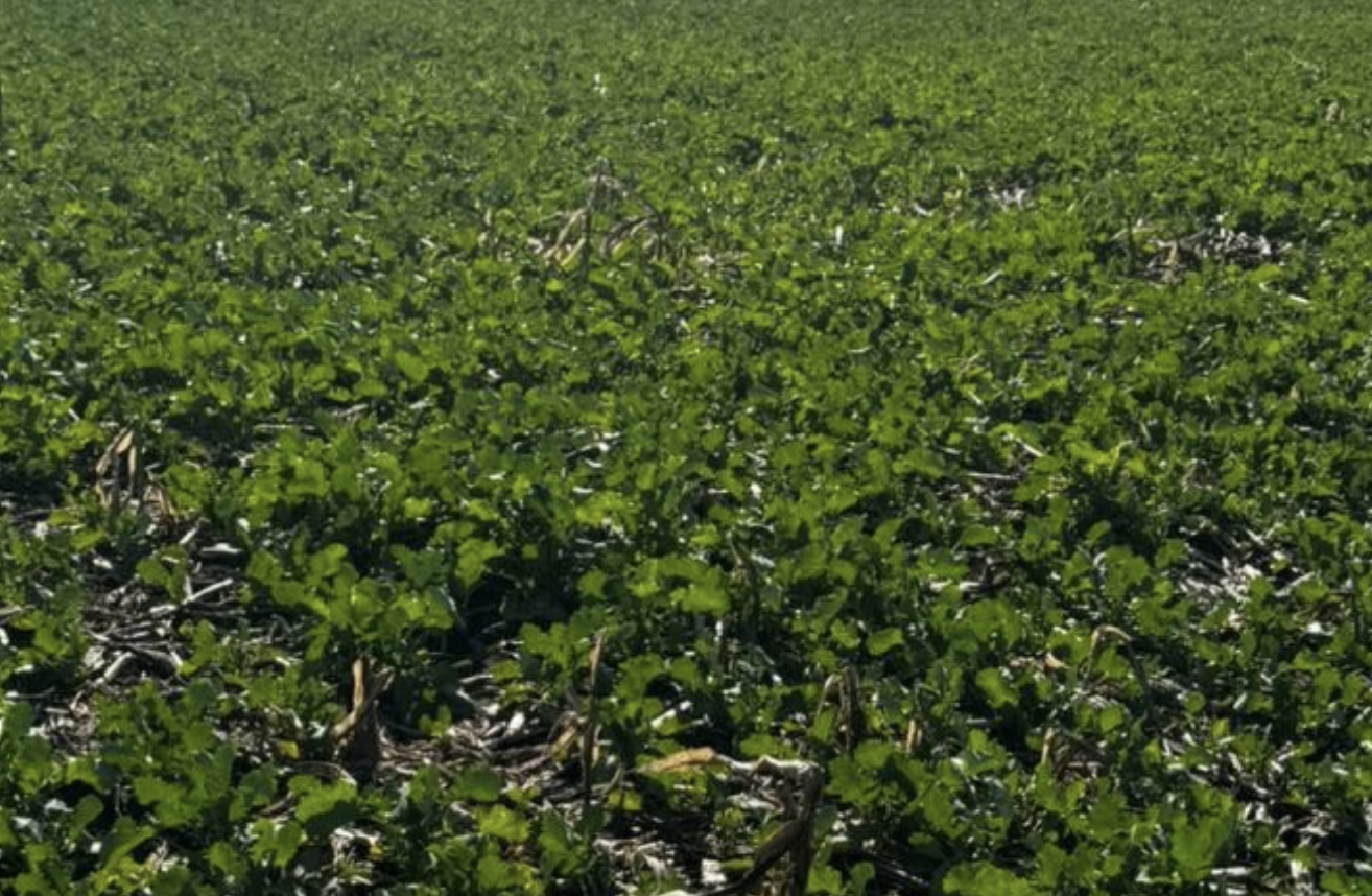 Colza y carinata: El 85 % de los lotes presenta un buen estado en Entre Ríos