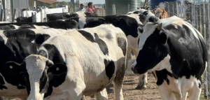 Jornada sobre producción de carne Holando en Santa Fe