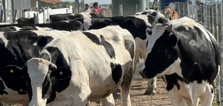 Jornada sobre producción de carne Holando en Santa Fe