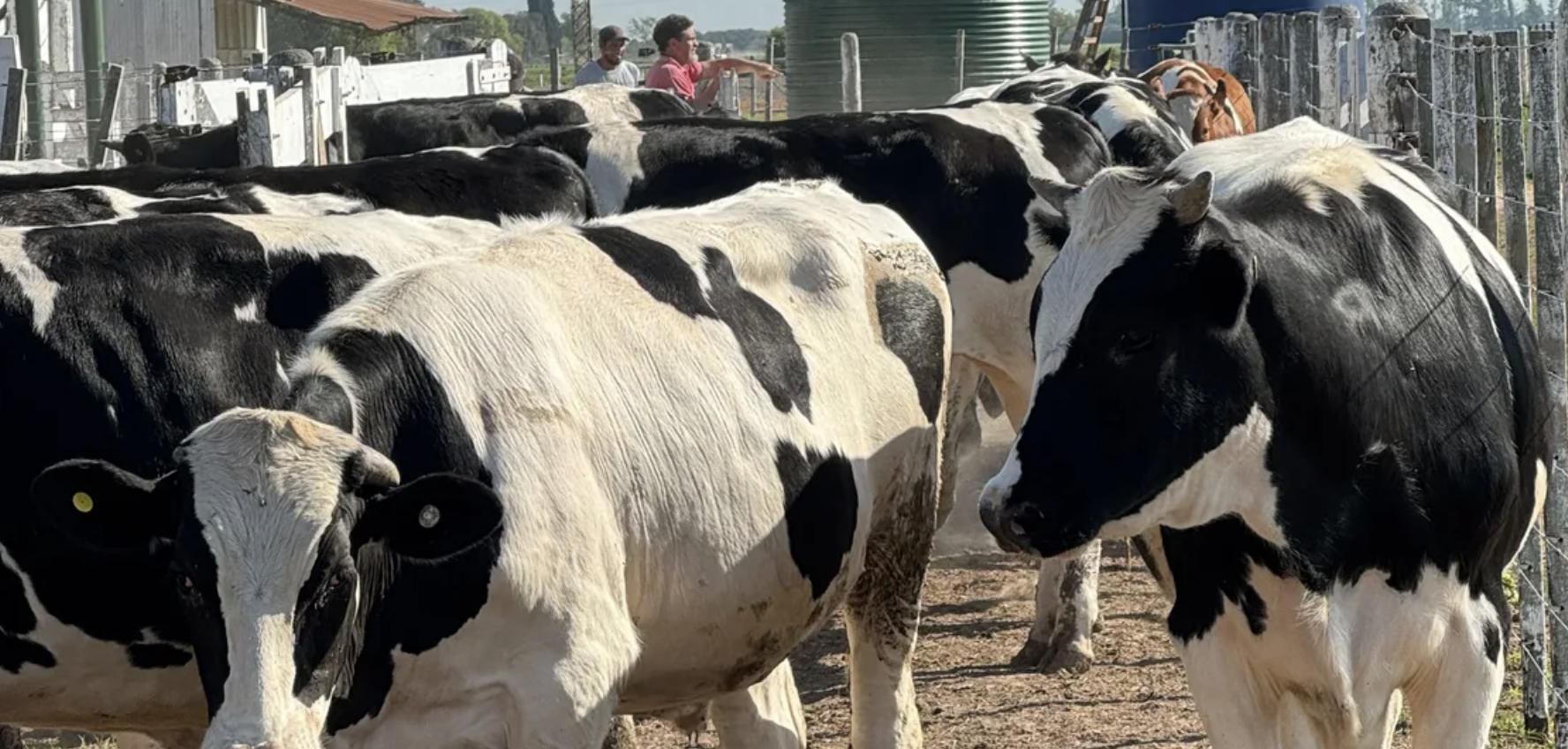 Jornada sobre producción de carne Holando en Santa Fe