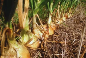 La cebolla argentina busca posicionarse en el mercado regional