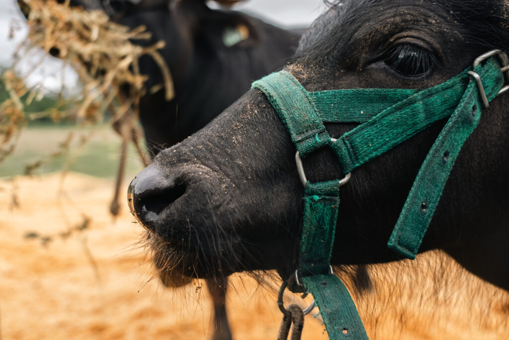 Sanidad, alimentación y genética, los tres pilares del búfalo productivo