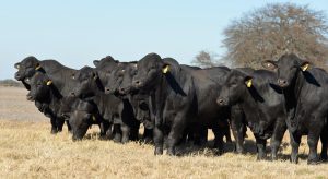 23/01 – Criadores de Brangus de todo el mundo se reunirán en Argentina