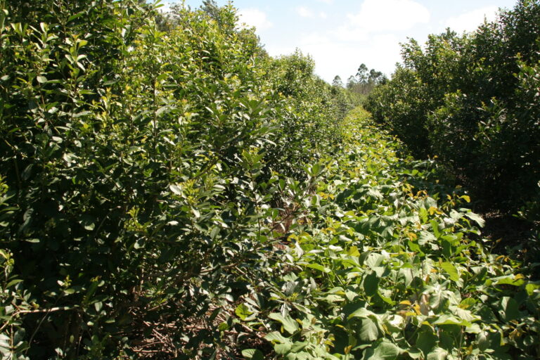 Buenas prácticas para una cosecha de yerba mate protegida