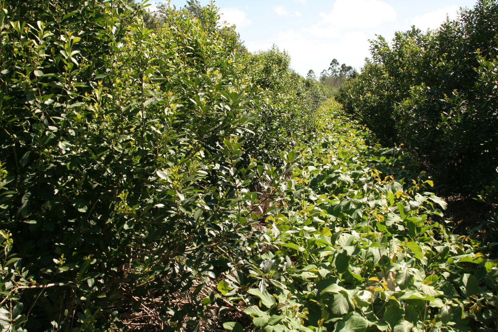 Buenas prácticas para una cosecha de yerba mate protegida