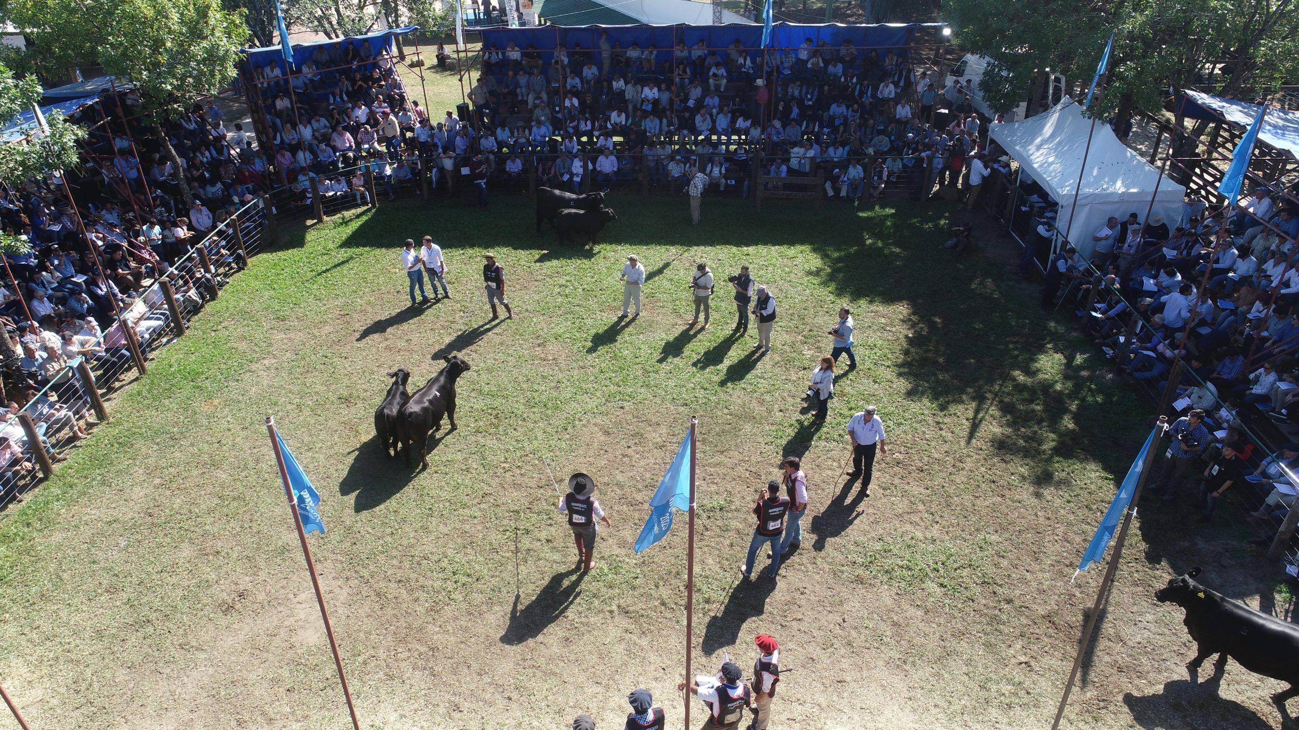 Más de 1000 animales desfilarán en la NACIONALES de Corrientes