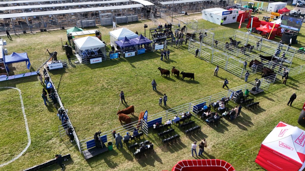 La Rubeta junto con Arandú y Don José, son los primeros ganadores en lotes de Angus de Primavera