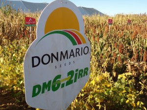 9/06 – DON MARIO: SEMILLAS QUE SE ADAPTAN MEJOR A CONDICIONES DE CLIMA Y AMBIENTE