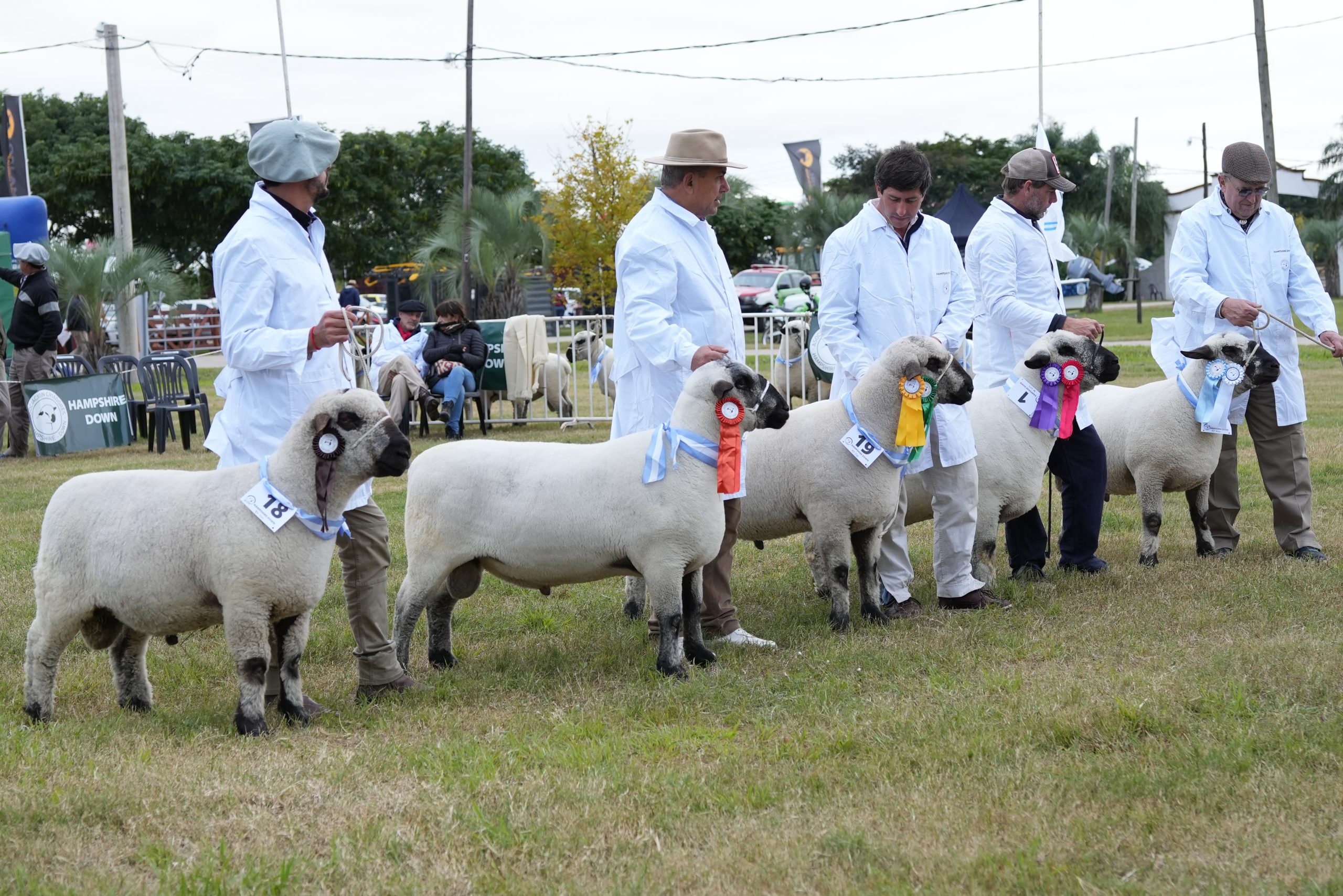 Hampshire Down celebró sus 80 años