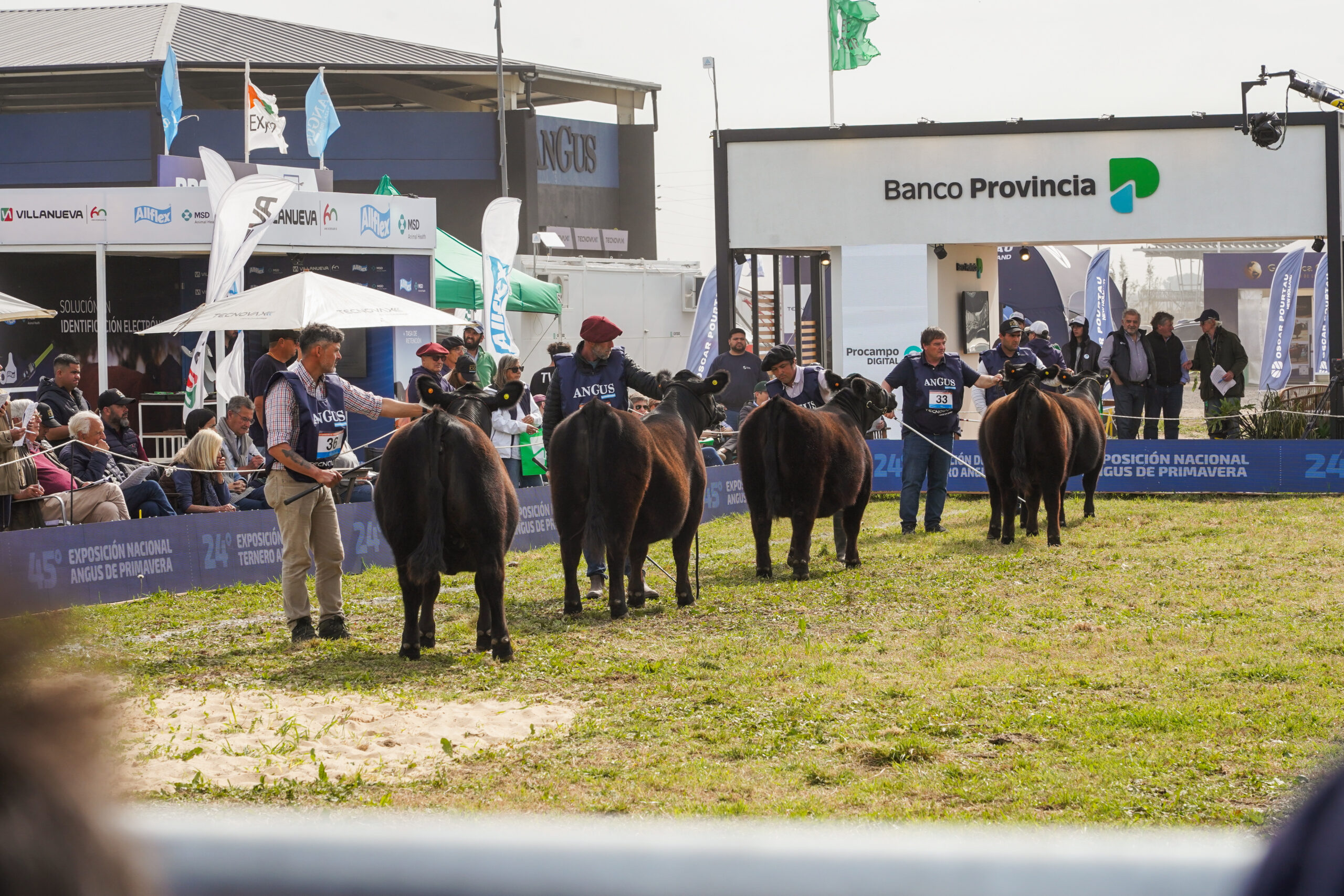 Cuenta regresiva para la Semana Angus de Primavera: lo mejor de la ganadería nacional estará en Cañuelas