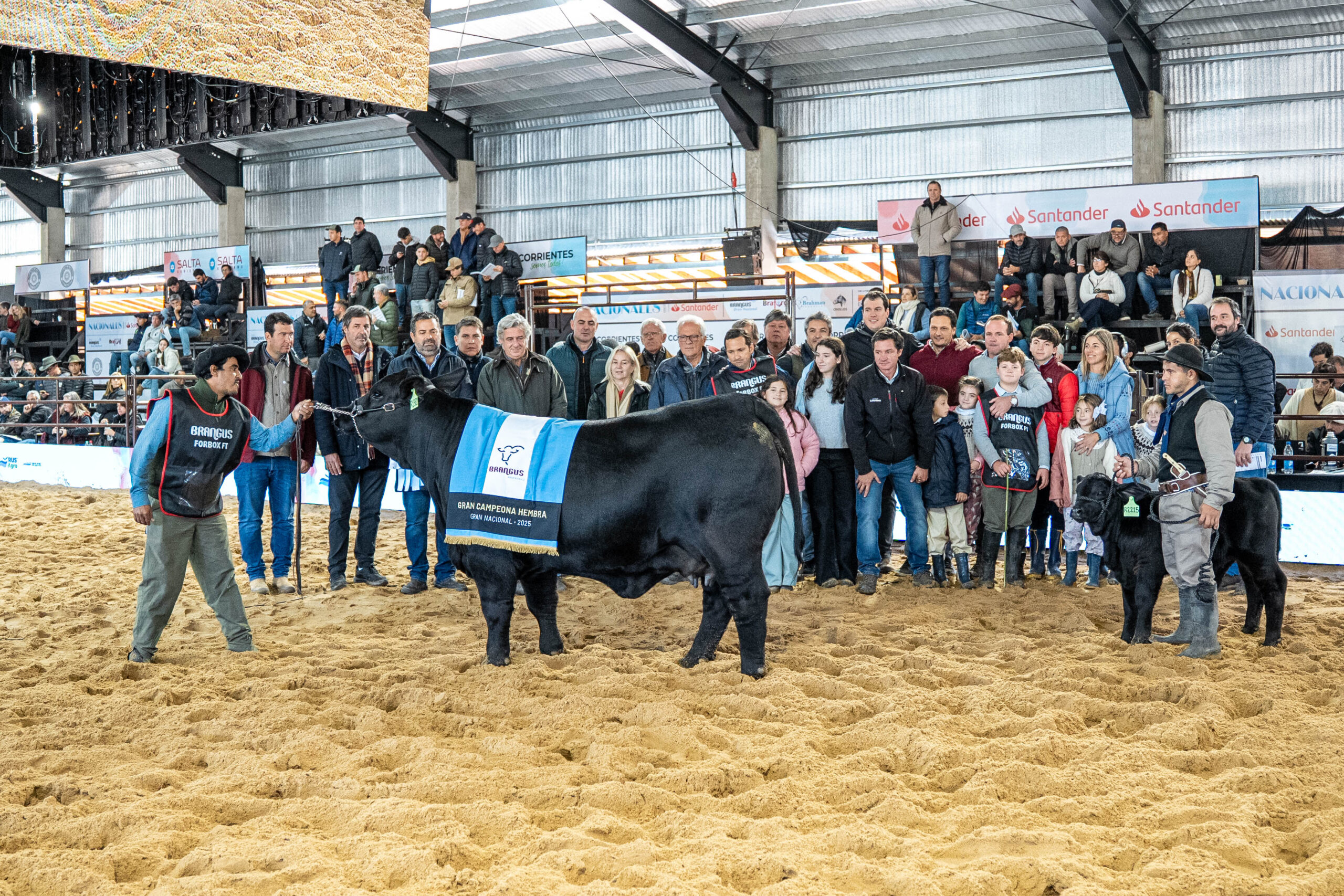 Brangus volvió a mostrar su potencial para producir carne en Argentina