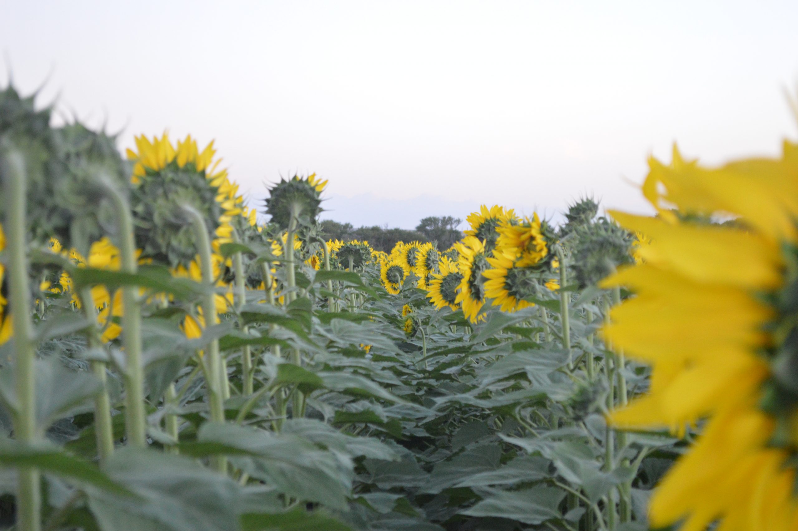 Nuevos horizontes para el girasol