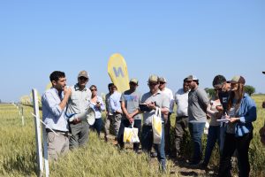 Presentaron nuevas variedades de trigo en Santa Fe