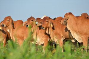 «Somos la primera cabaña que tiene legalmente hijos de toros colombianos en la Argentina»