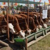 La nueva ganadería se presenta en Expoagro 2015