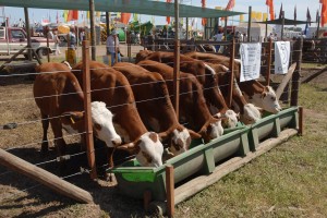 La nueva ganadería se presenta en Expoagro 2015