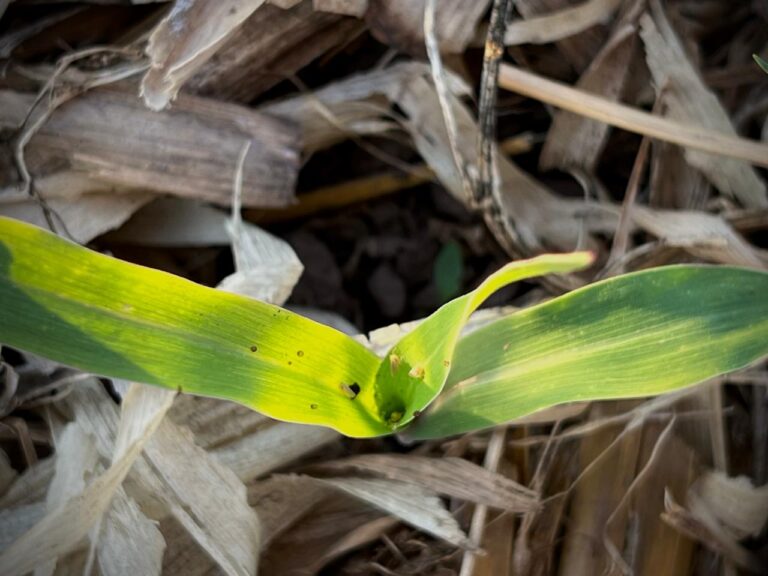 Chicharrita en maíz: el Norte se prepara para una nueva campaña bajo presión - Expoagro - Edición YPF Agro